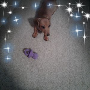 Meet your Posher, Penny